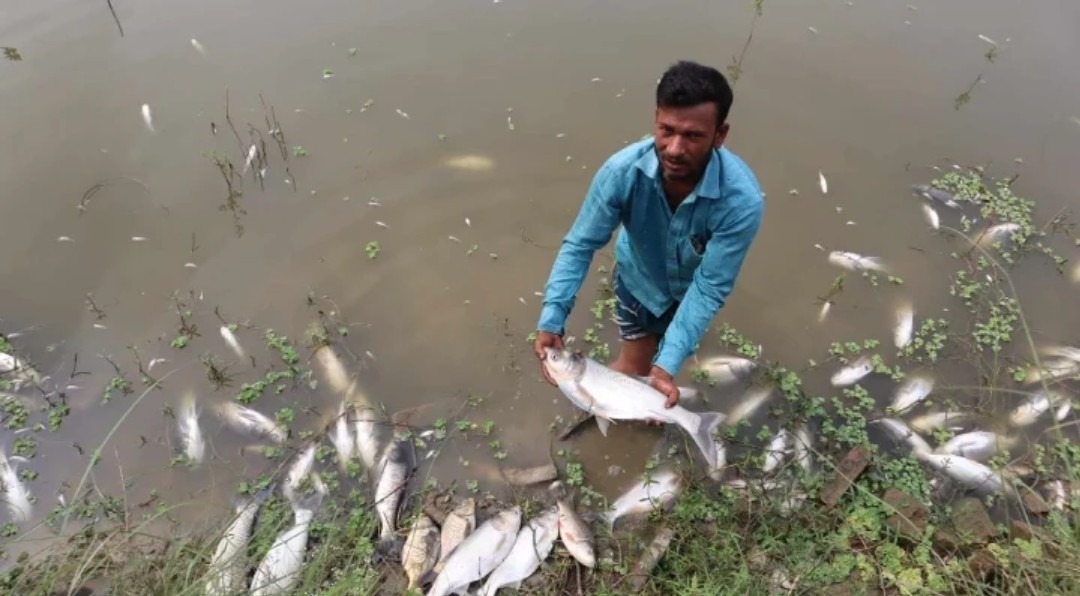 মুরাদনগরের পুকুরে বিষ দিয়ে মাছ মেরে ফেলেছে দুর্বৃত্তরা