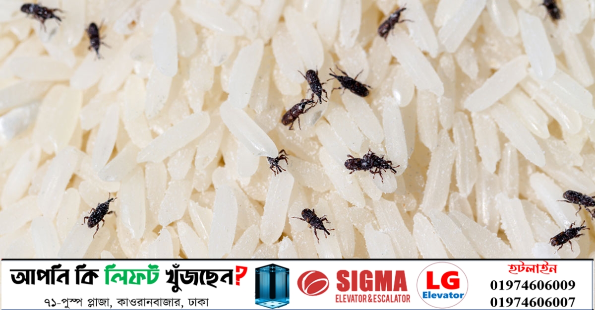 চালের পোকা দূর করার উপায়