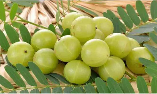 আমলকী কাঁচা না শুকনা খাবেন, জেনে নিন
