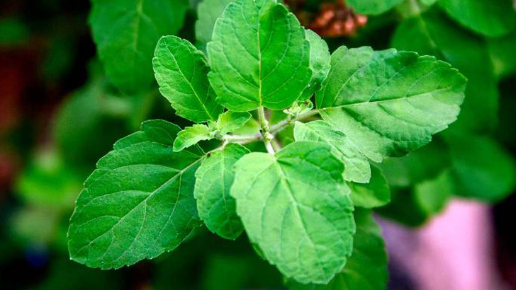 তুলসী পাতার রসে উপকারিতা