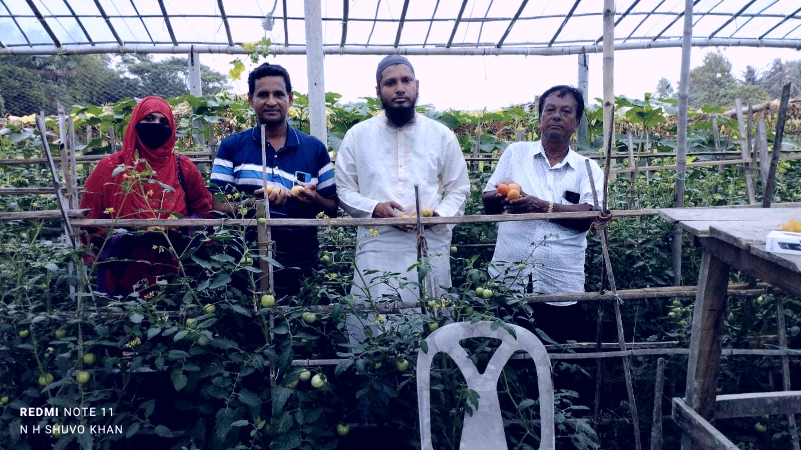 দাগনভূঞায় গ্রাফটিং পদ্ধতিতে বর্ষাকালীন টমেটো চাষে ব্যাপক সফলতা পাচ্ছেন কৃষকগণ