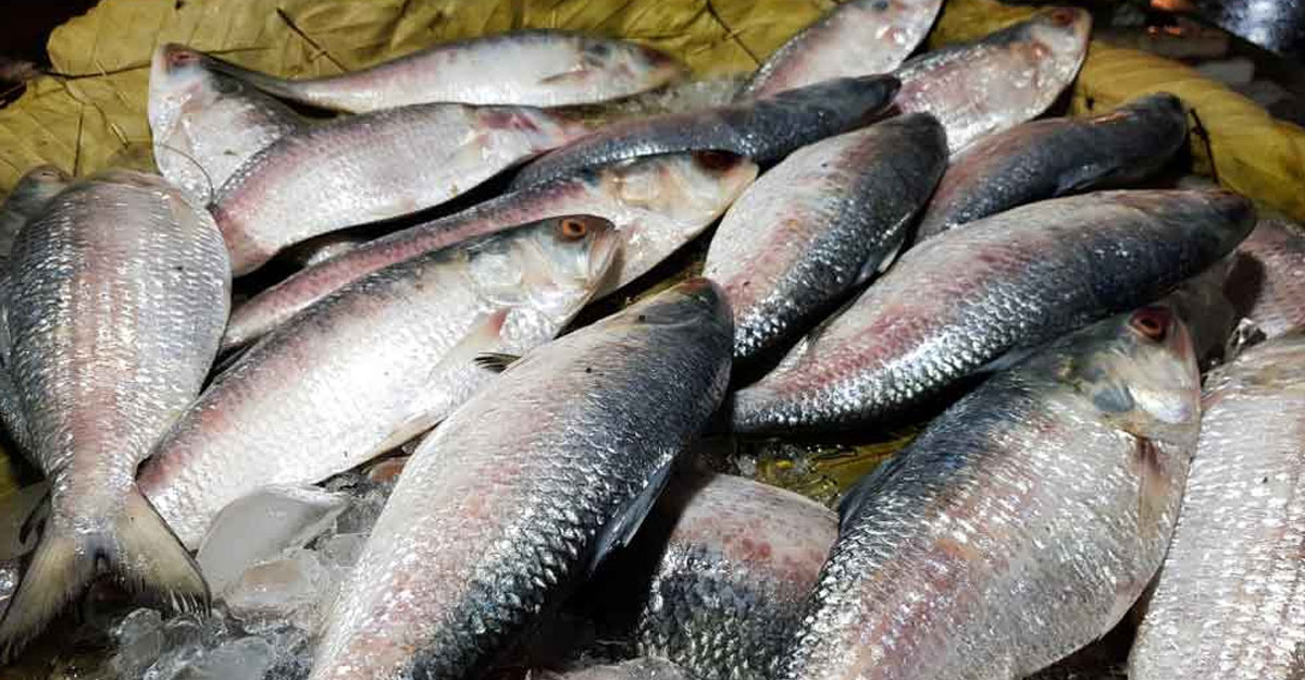 ইলিশ ক্রয়-বিক্রয় নিষিদ্ধ ২২ দিন
