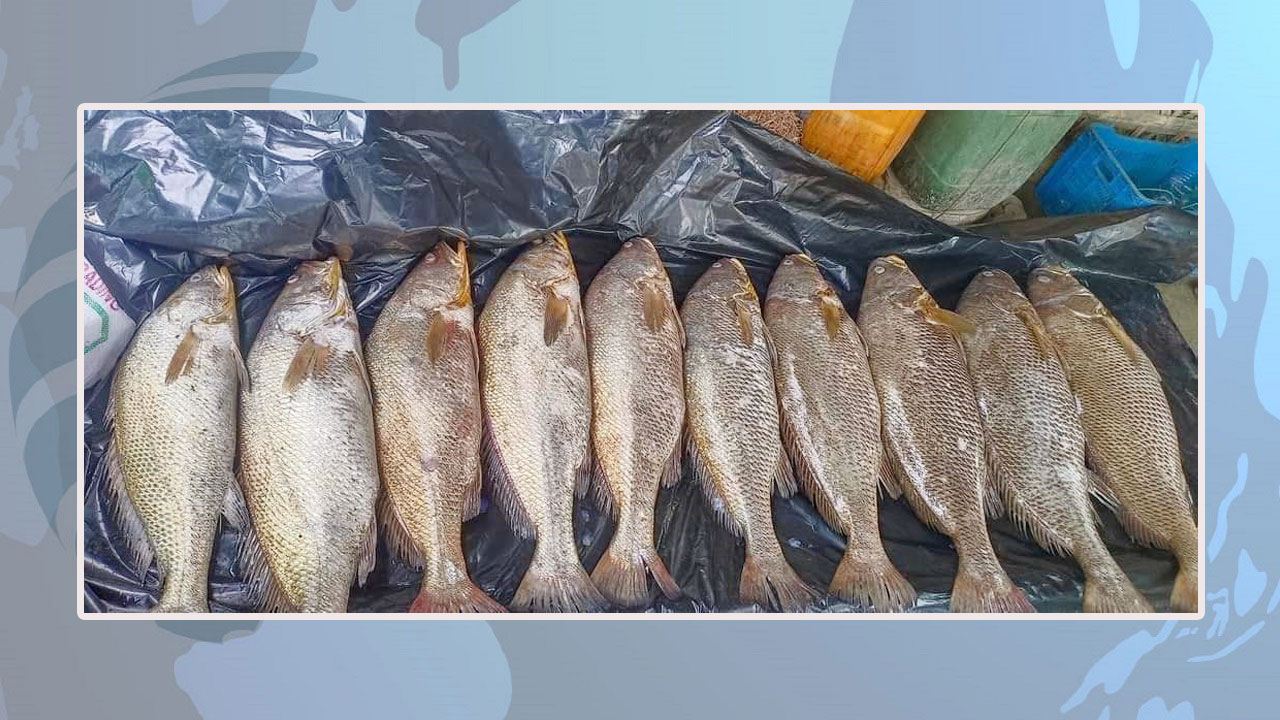 সেন্টমার্টিনের সেই গণির জালে ১০ পোপা মাছ