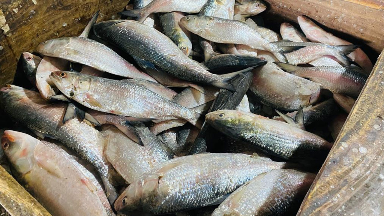 ট্রলারে ধরা পড়লো ৩০ মণ ইলিশ, বিক্রি ৭ লাখে