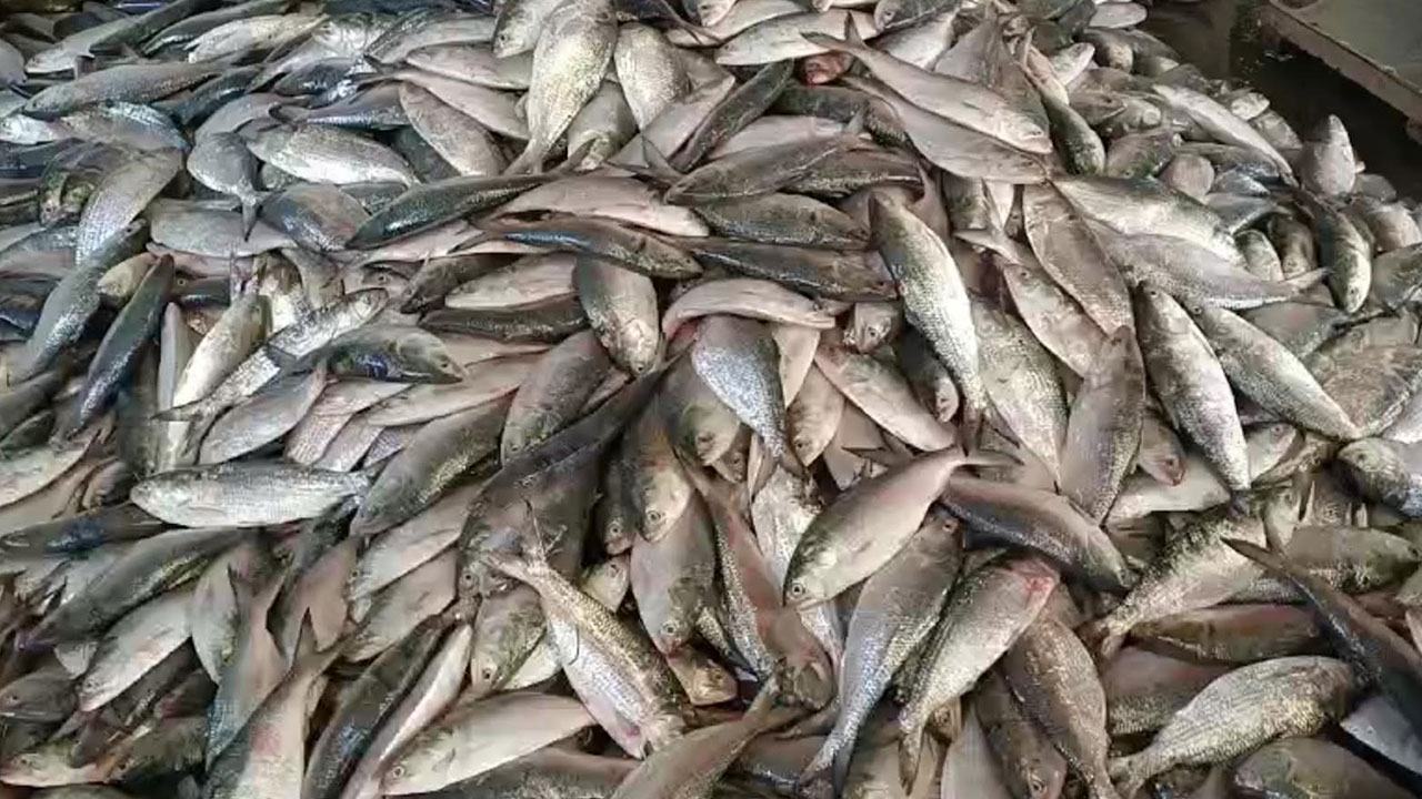 এক ট্রলারে ধরা পড়ল ৯২ মণ ইলিশ, বিক্রি ২০ লাখে