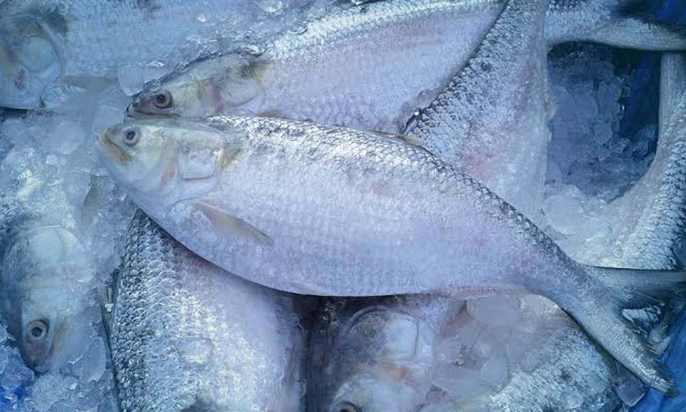 ভারতে ইলিশ রপ্তানি বন্ধে লিগ্যাল নোটিশ